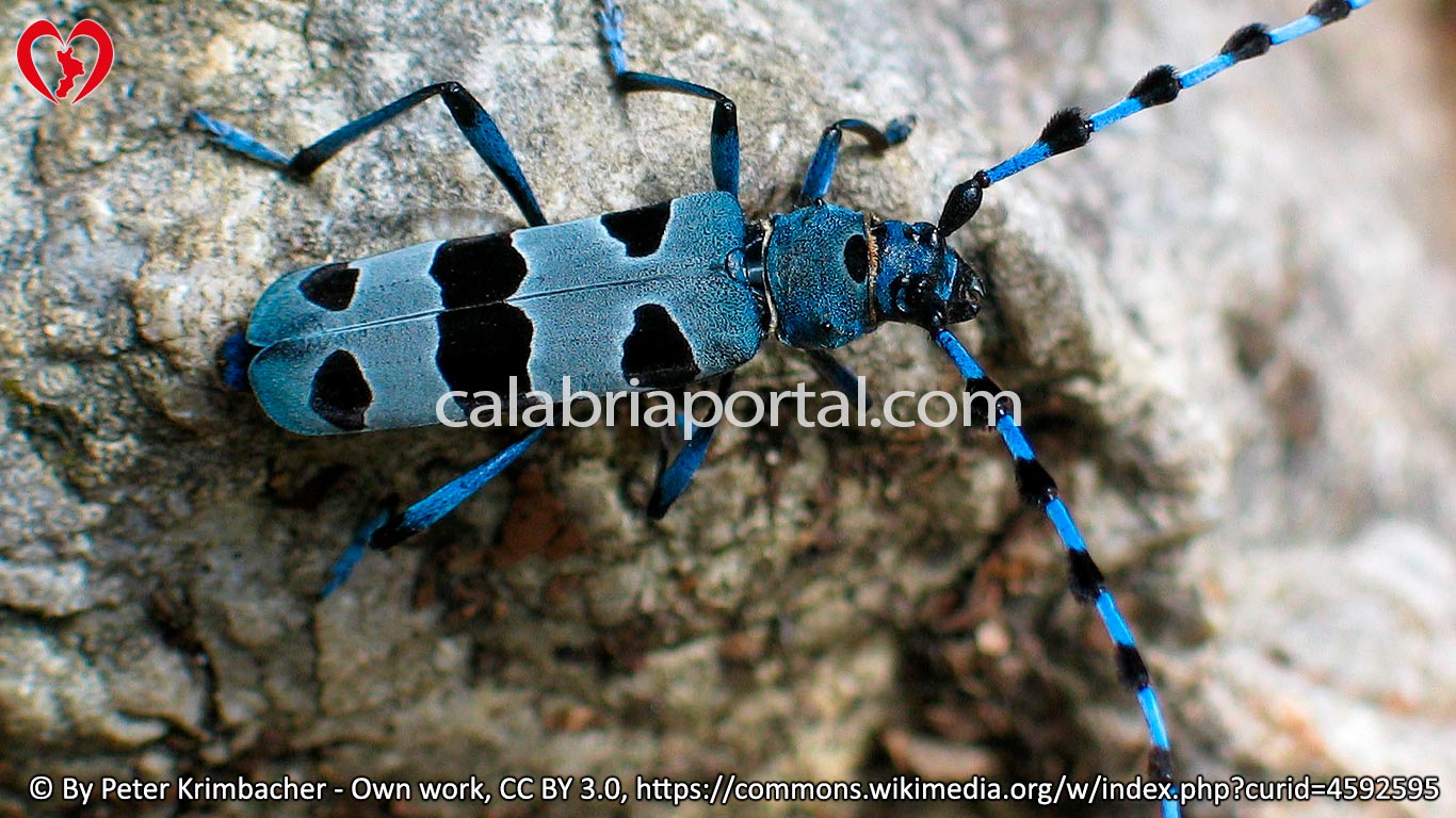 Rosalia alpina in Calabria Rosalia alpina in Calabria