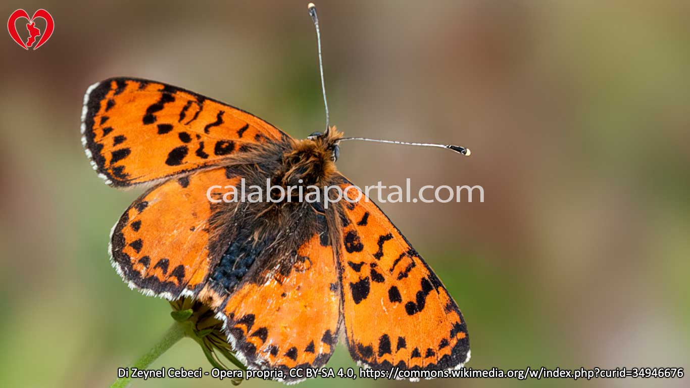 Didima (Melitaea didyma)