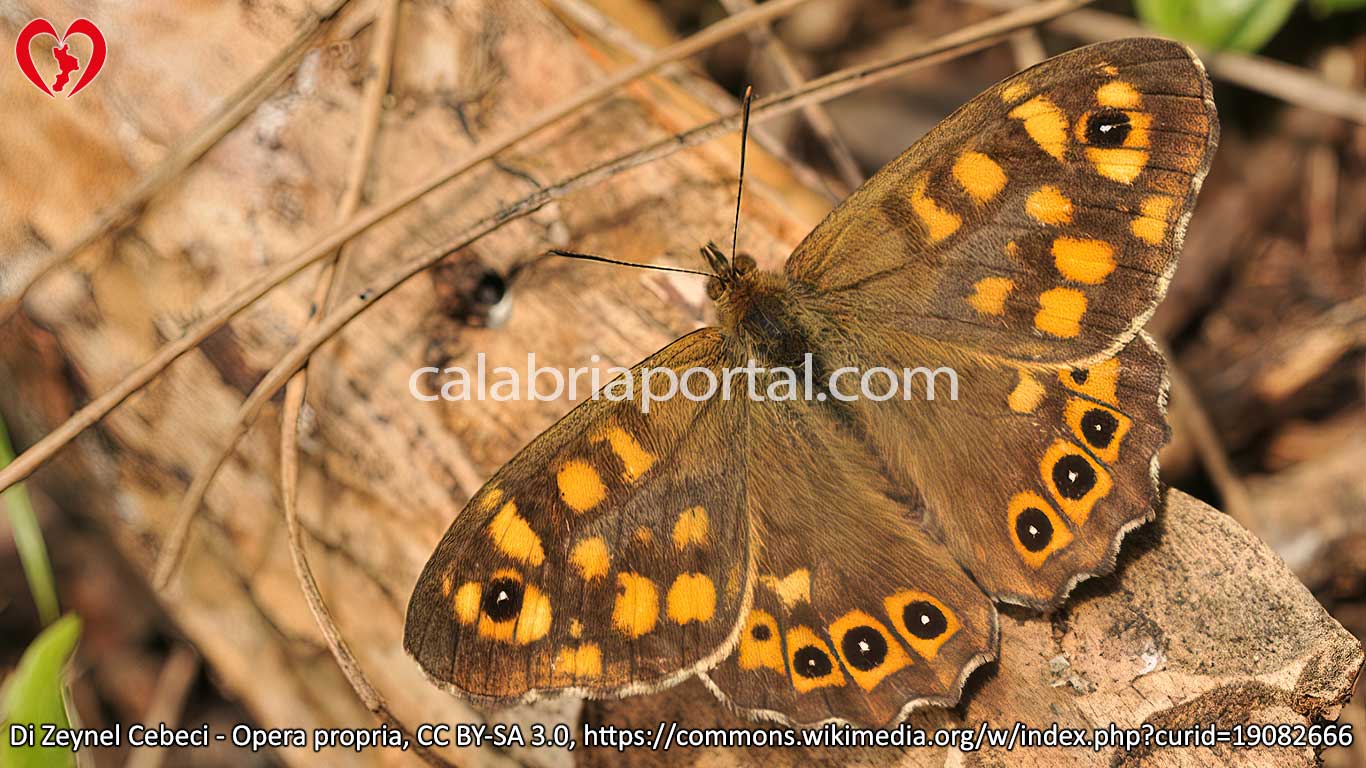 Farfalla Egeria (Pararge egeria)