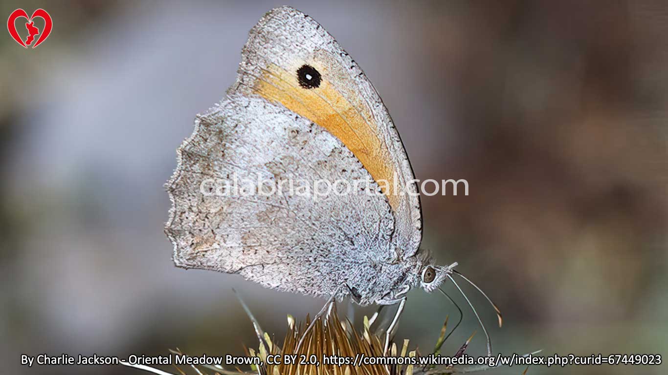 Farfalla Iponefele (Hyponephele lupina)