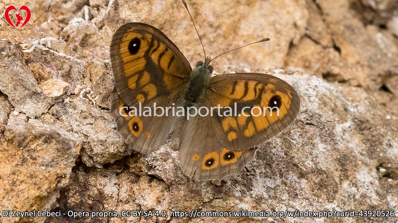 Farfalla Megera (Lasiommata megera)