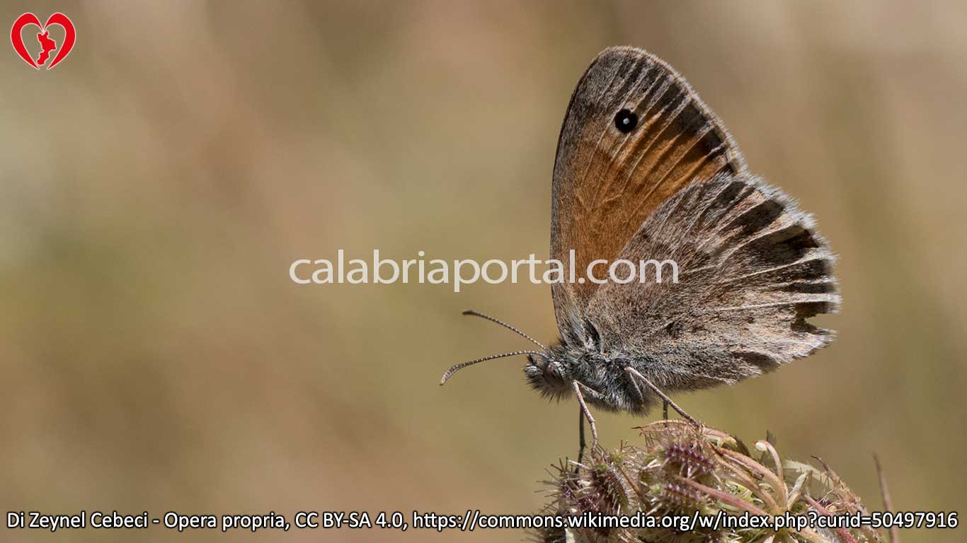 Farfalla Pamfila (Coenonympha pamphilus)