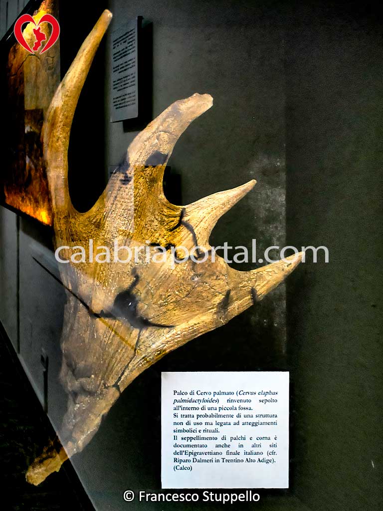 Corna di Cervo Palmato Corna di Cervo Palmato