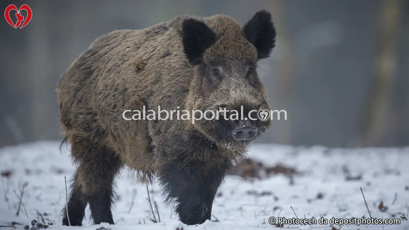 Cinghiale (Sus scrofa)