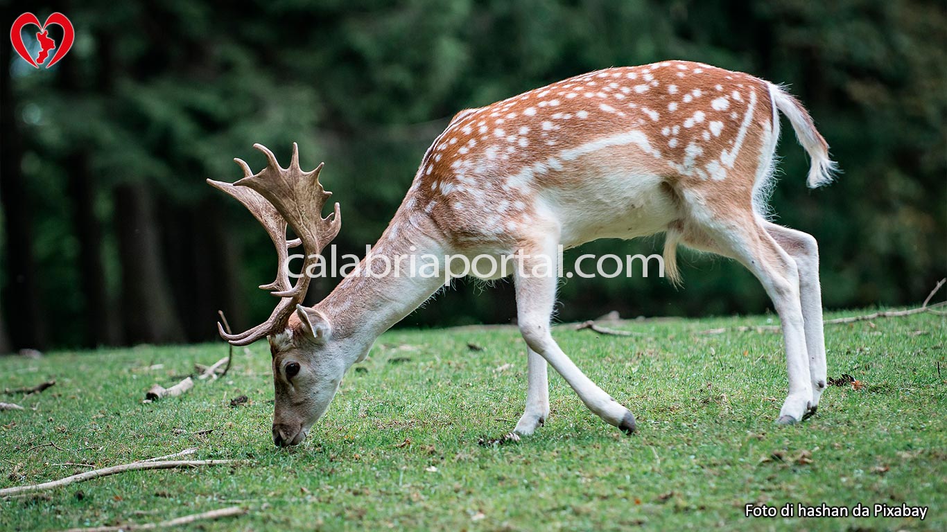 Il Daino della fauna calabrese