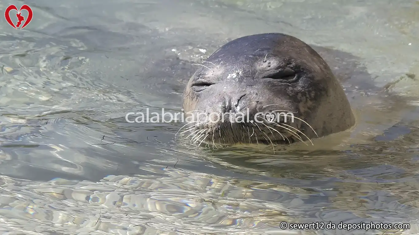 La Foca Monaca Mediterranea
