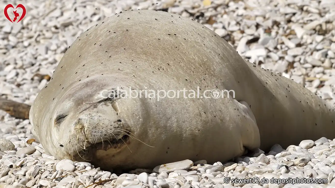 Foca Monaca Mediterranea