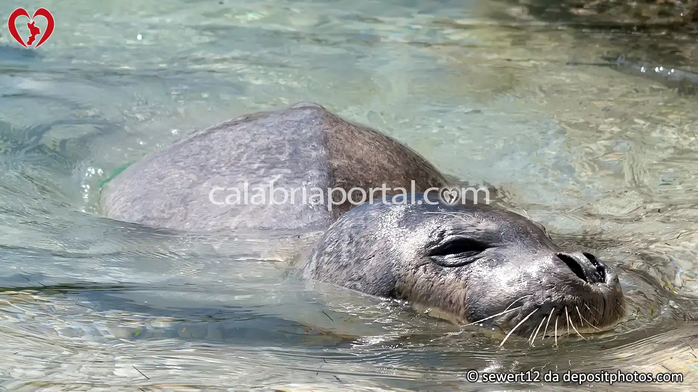 Esemplare di Foca Monaca Mediterranea