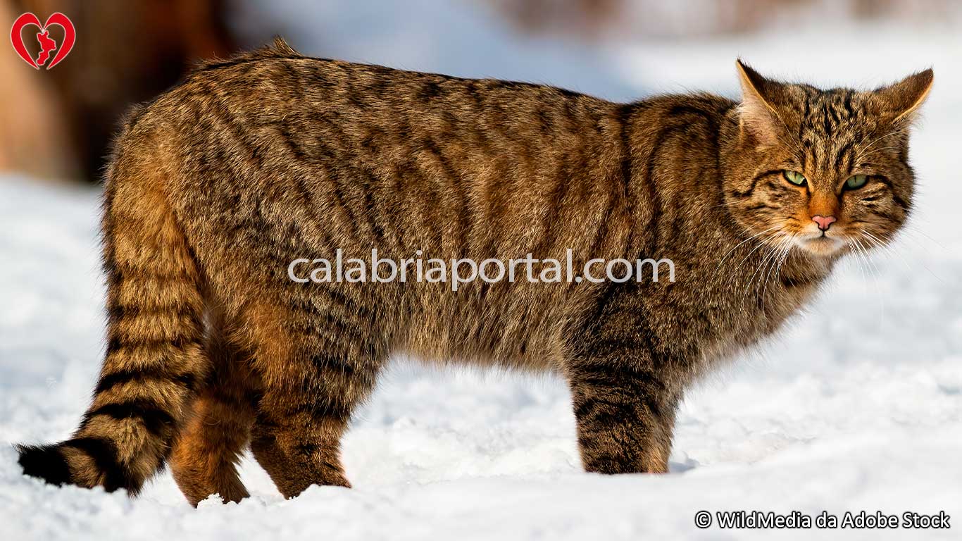 Gatto Selvatico Europeo (Felis silvestris) in Calabria