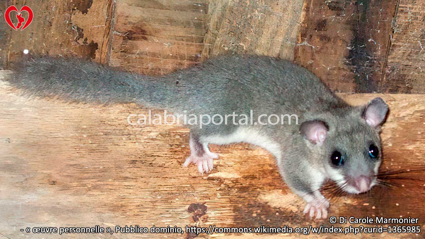 Ghiro (Glis glis)