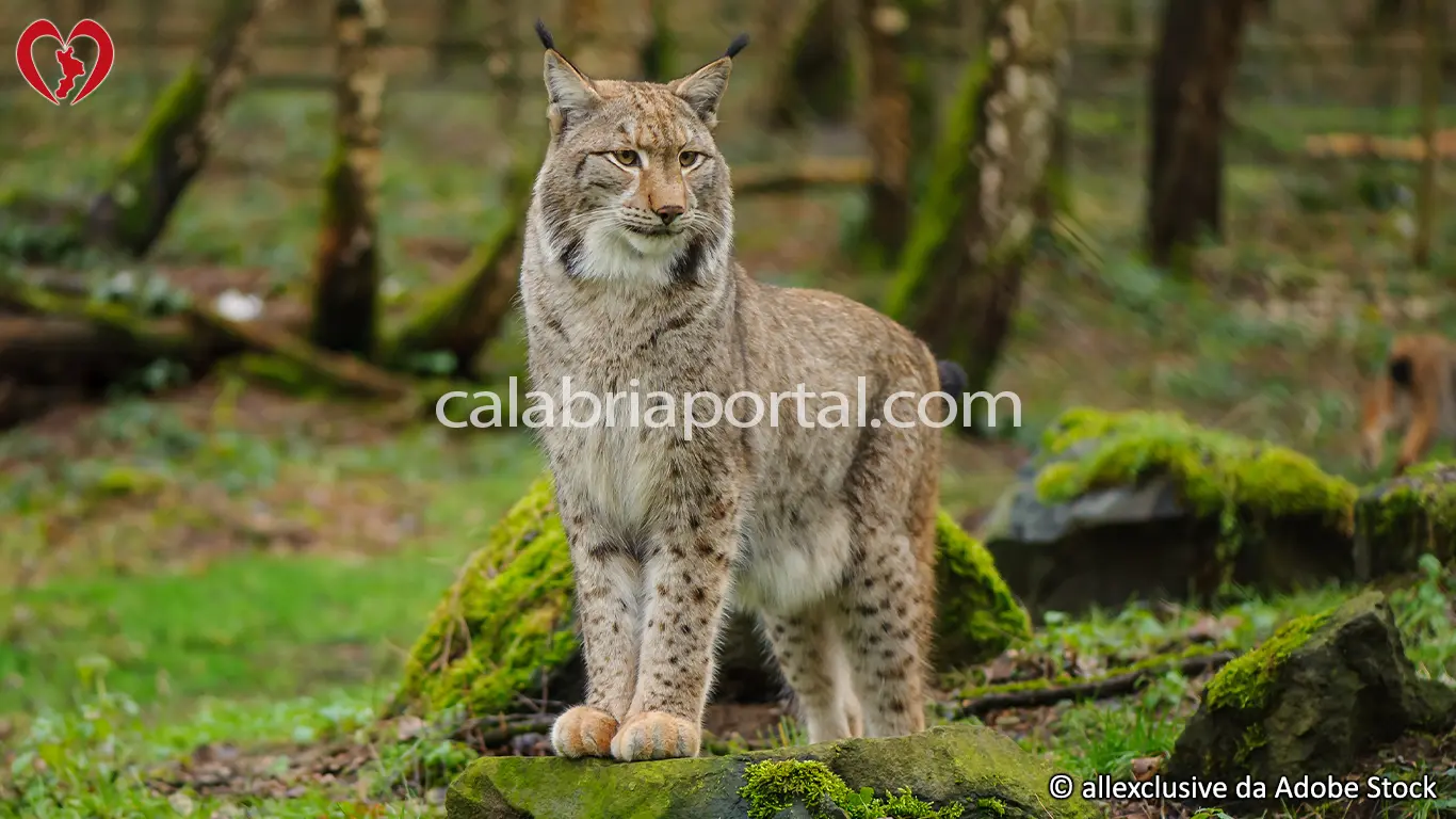 La Lince Europea