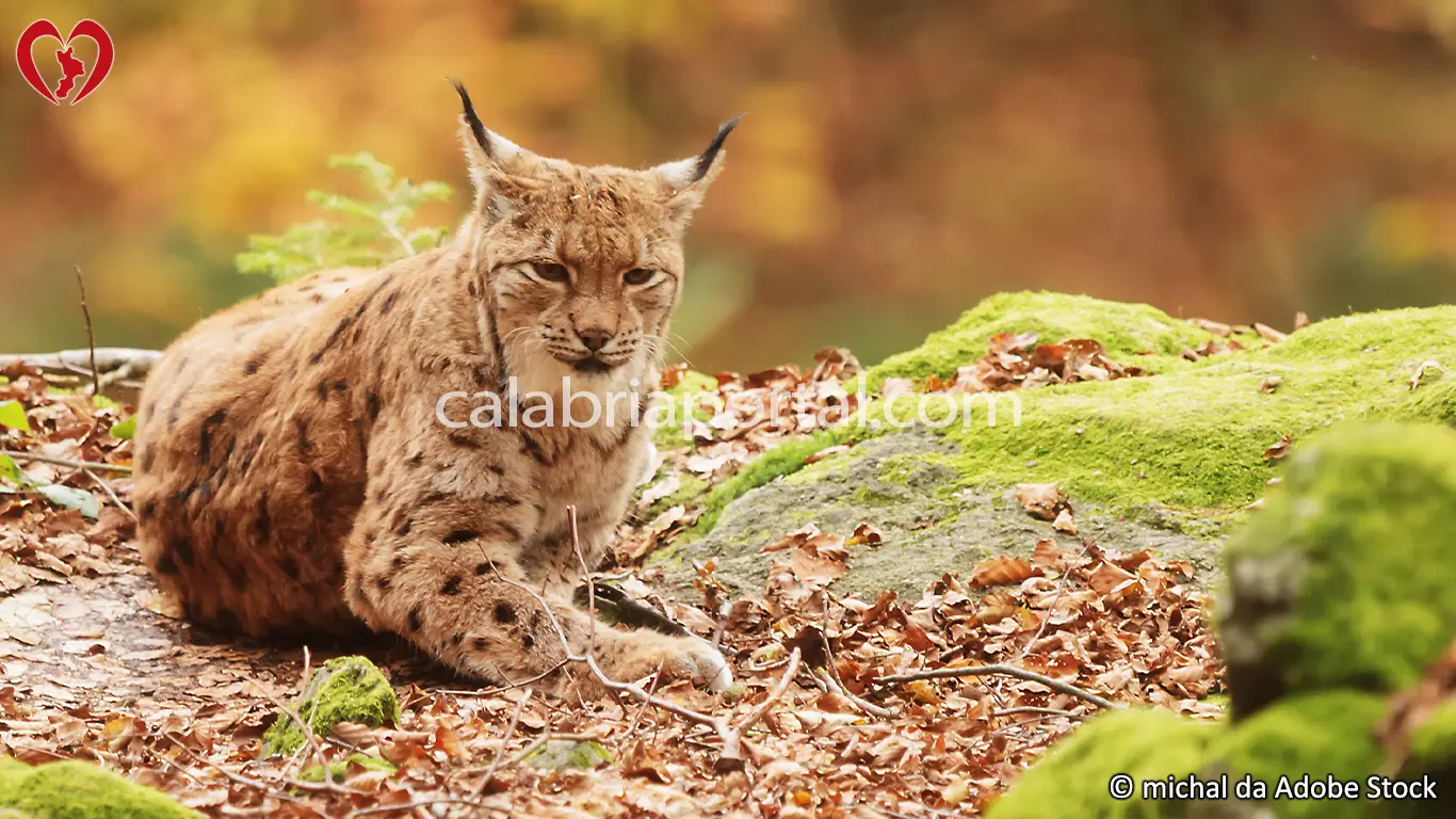 La Lince della Calabria