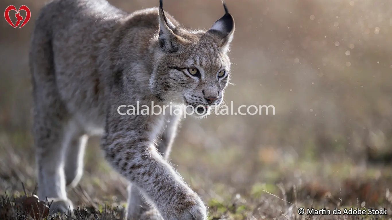 La Lince della Calabria