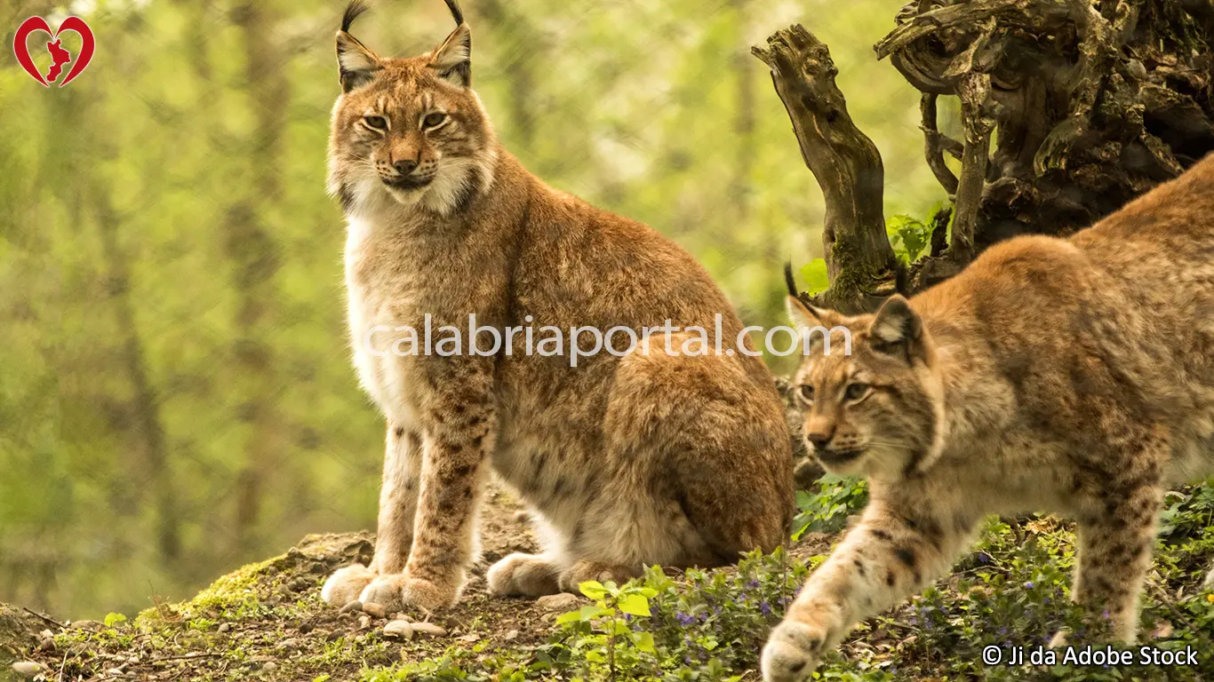 La Lince della Calabria