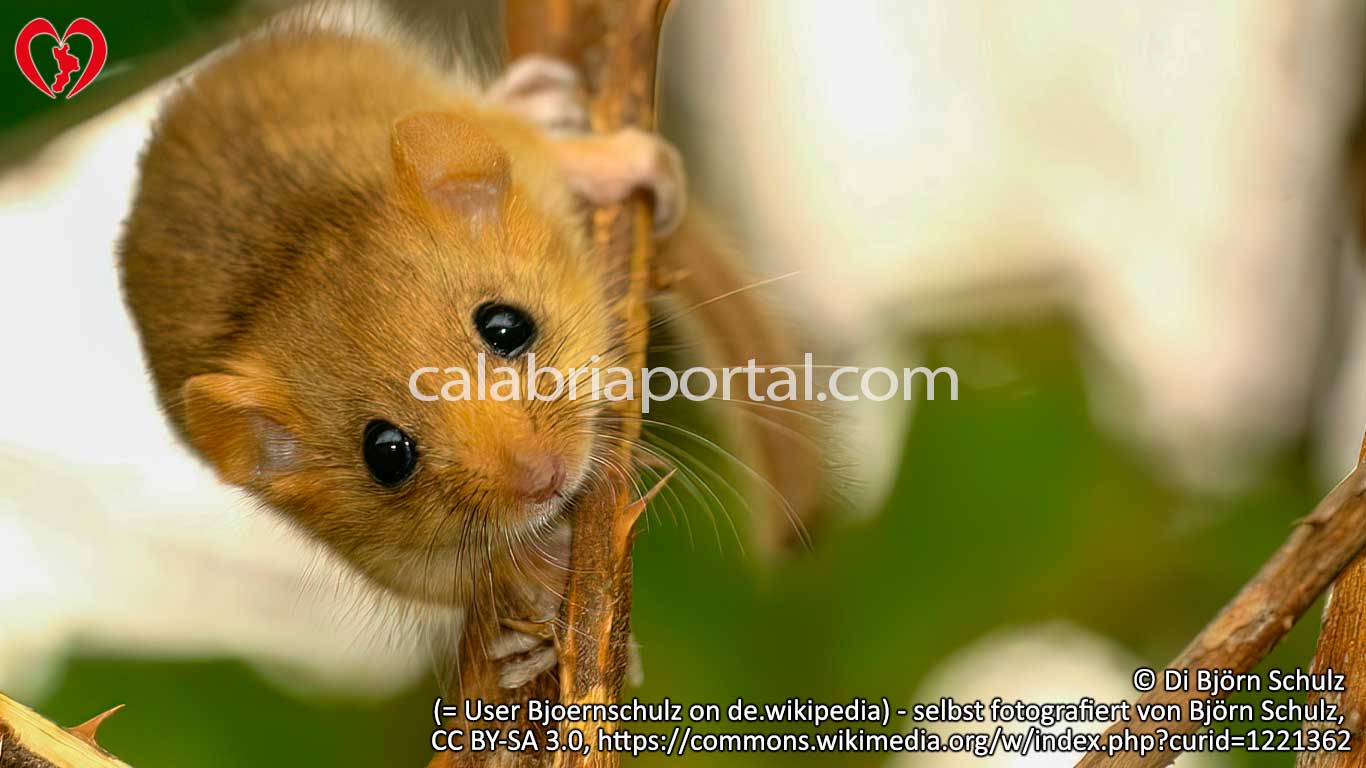 Moscardino (Muscardinus avellanarius)