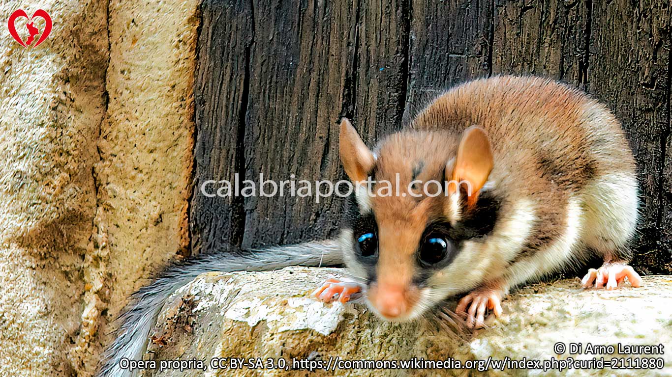Quercino (Eliomys quercinus)