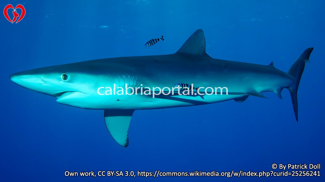 Verdesca (Prionace glauca) in Calabria Verdesca (Prionace glauca) in Calabria
