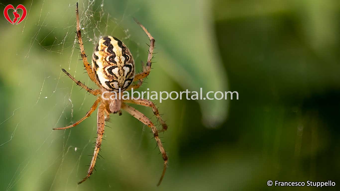 Aculepeira Armida - Ragno della Calabria