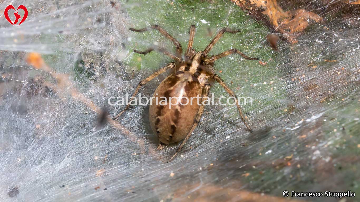 Ragno Agelena Labirithica in Calabria