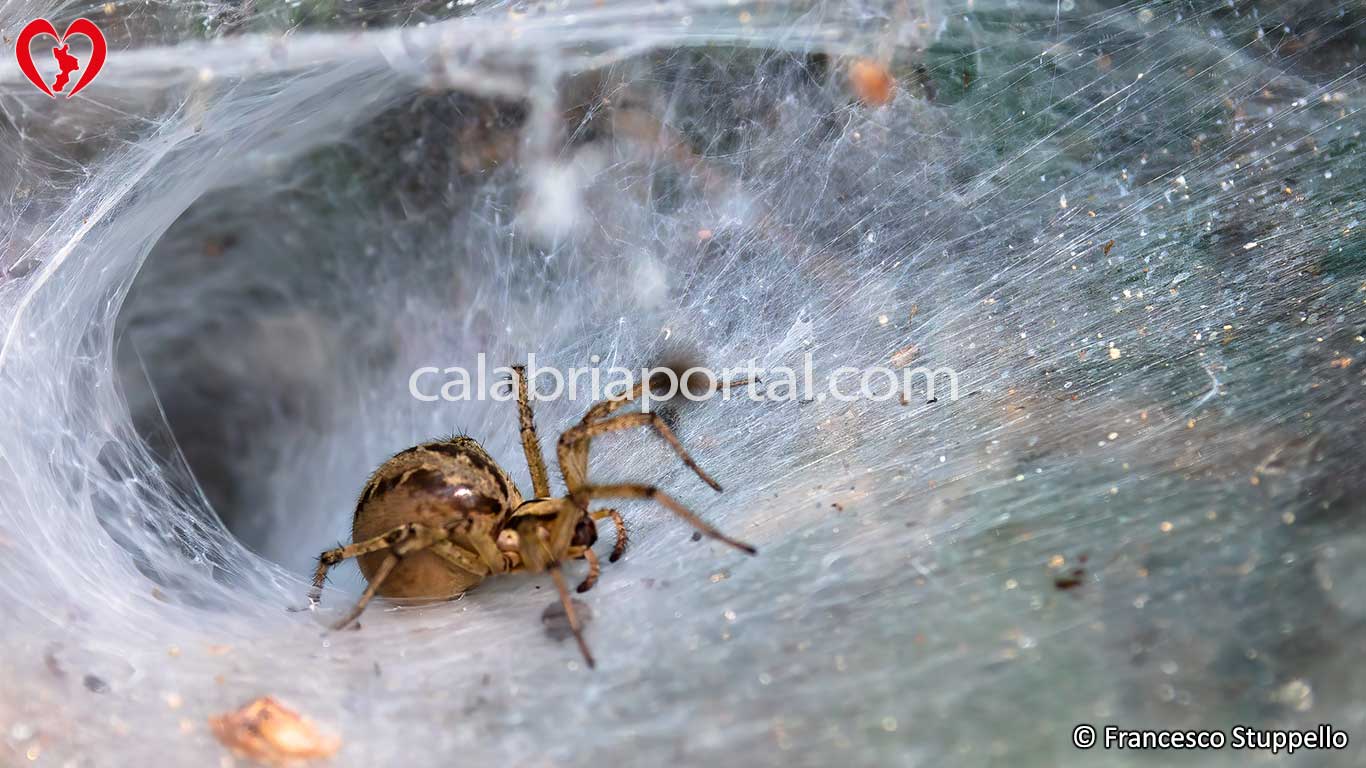 Ragno Agelena Labirithica in Calabria