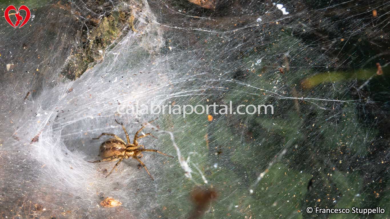 Ragno Agelena Labirithica in Calabria