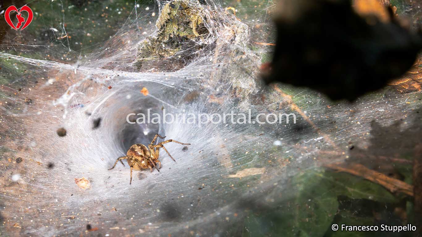 Ragno Agelena Labirithica in Calabria