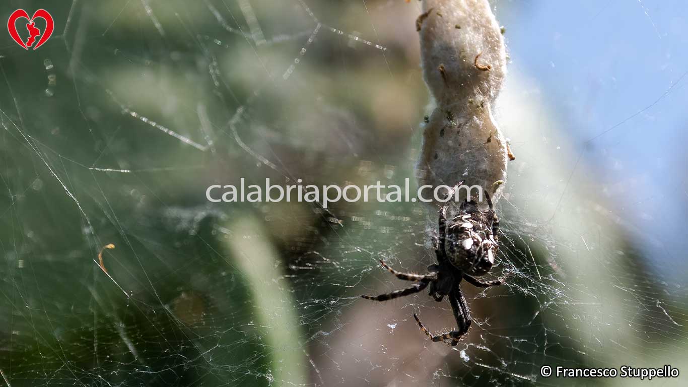 Ovisacchi di Cyrtophora Citricola - Ragno della Calabria