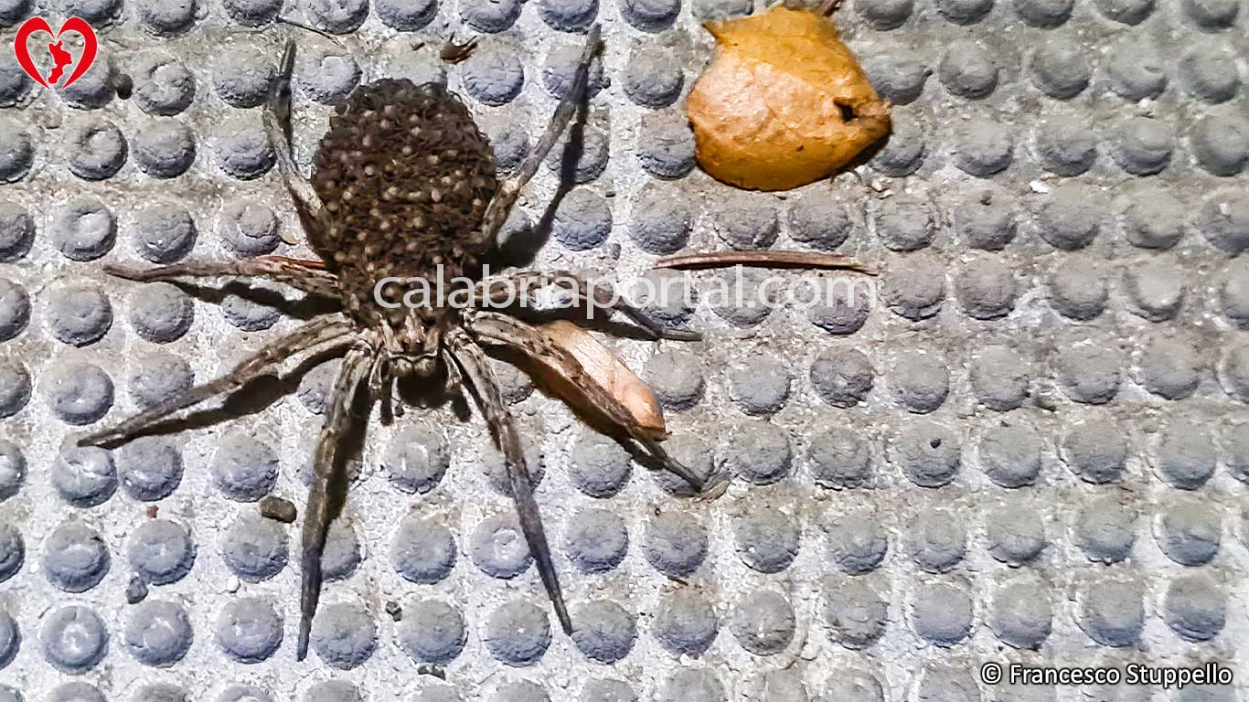 Ragno Falsa Tarantola (Hogna Radiata) - Ragno della Calabria