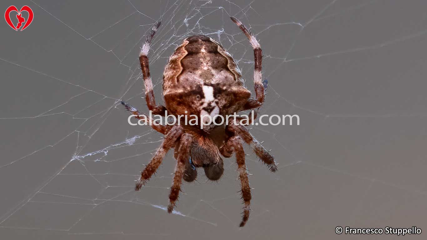 Larinioides Sclopetarius - Ragno della Calabria