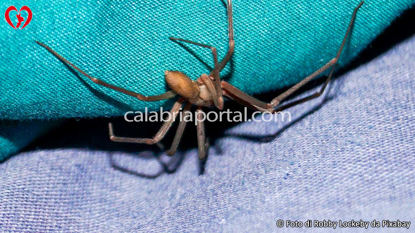 Ragno Violino (Loxosceles Rufescens) - Ragno della Calabria