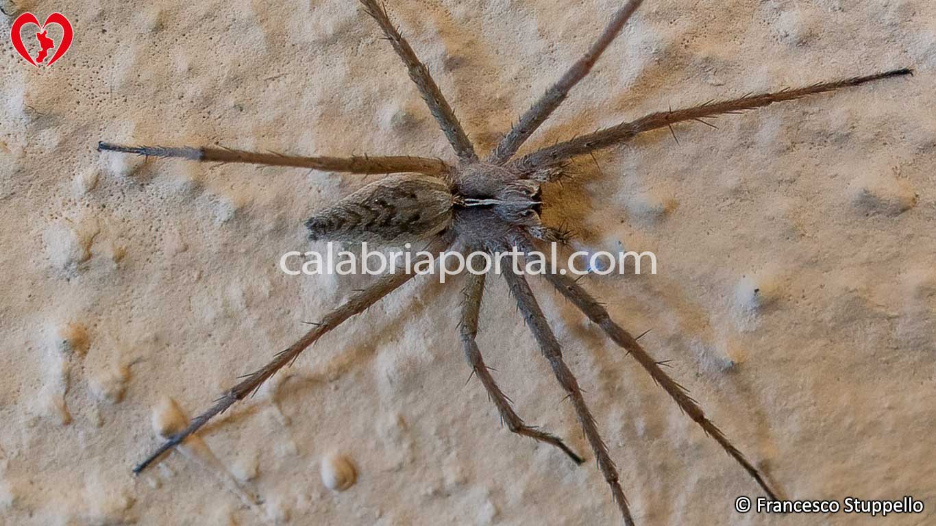 Pisaura Mirabilis - Ragno della Calabria