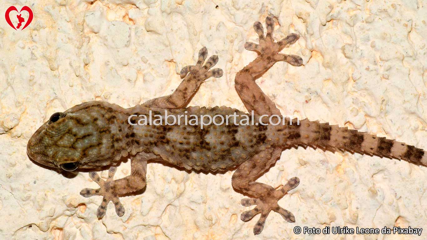 Geco Verrucoso (Hemidactylus turcicus) Geco Verrucoso (Hemidactylus turcicus)