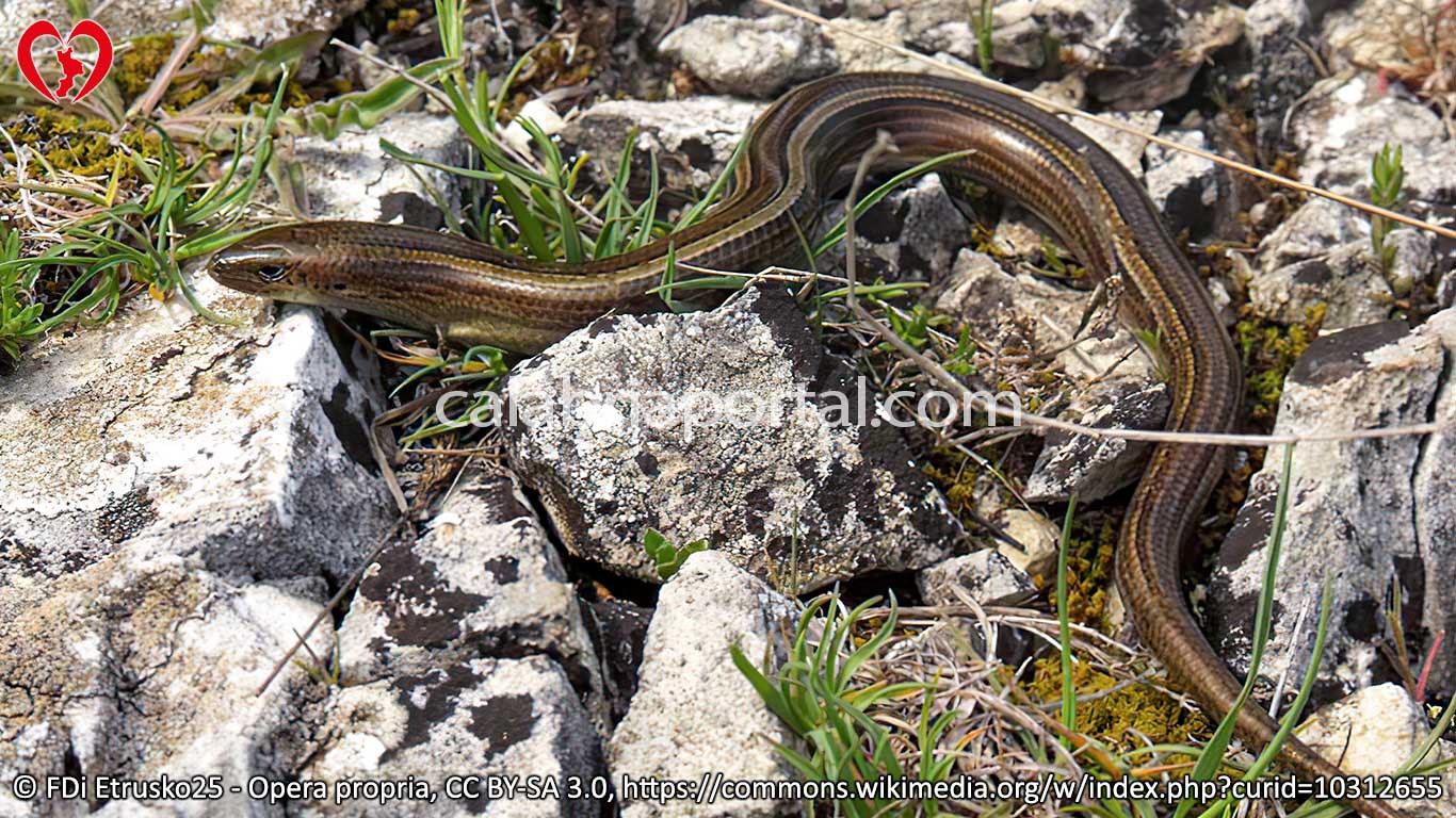 Luscengola (Chalcides chalcides) Luscengola (Chalcides chalcides)
