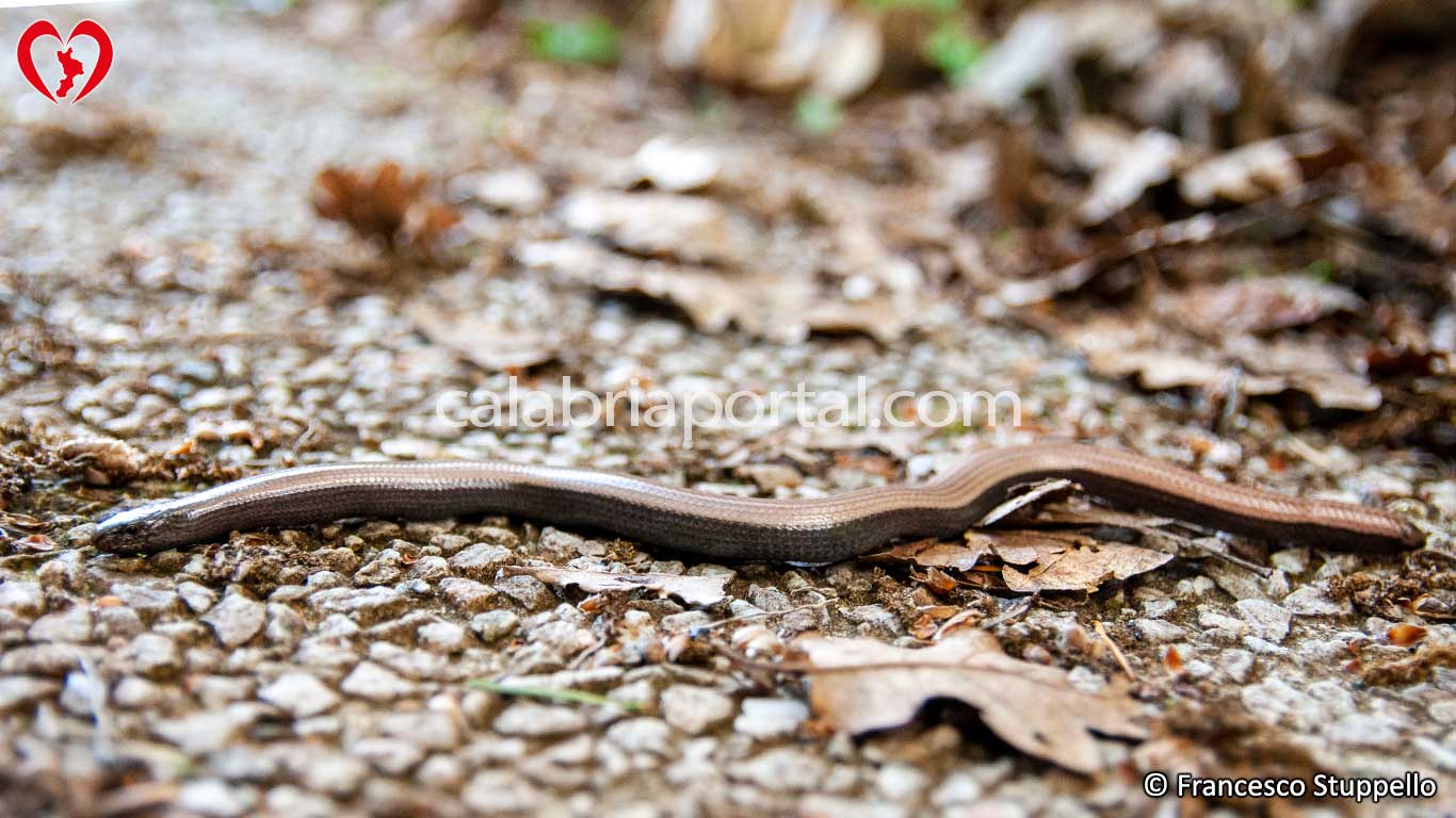 Orbettino (Anguis fragilis) Orbettino (Anguis fragilis)
