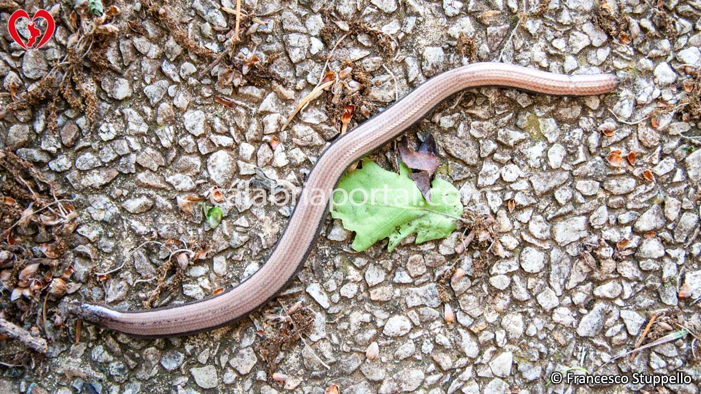 Orbettino (Anguis fragilis) Orbettino (Anguis fragilis)