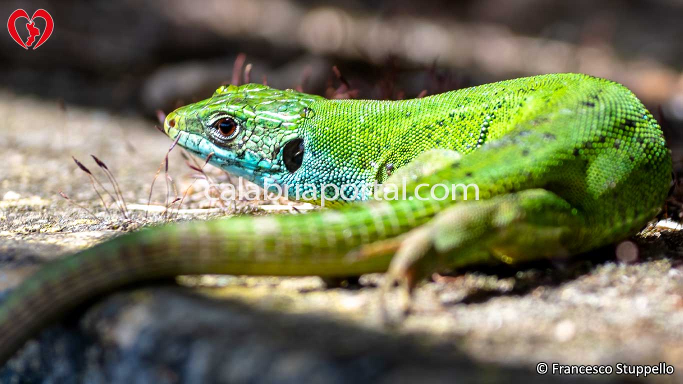 Ramarro Occidentale (Lacerta bilineata) della Calabria Ramarro Occidentale (Lacerta bilineata) della Calabria