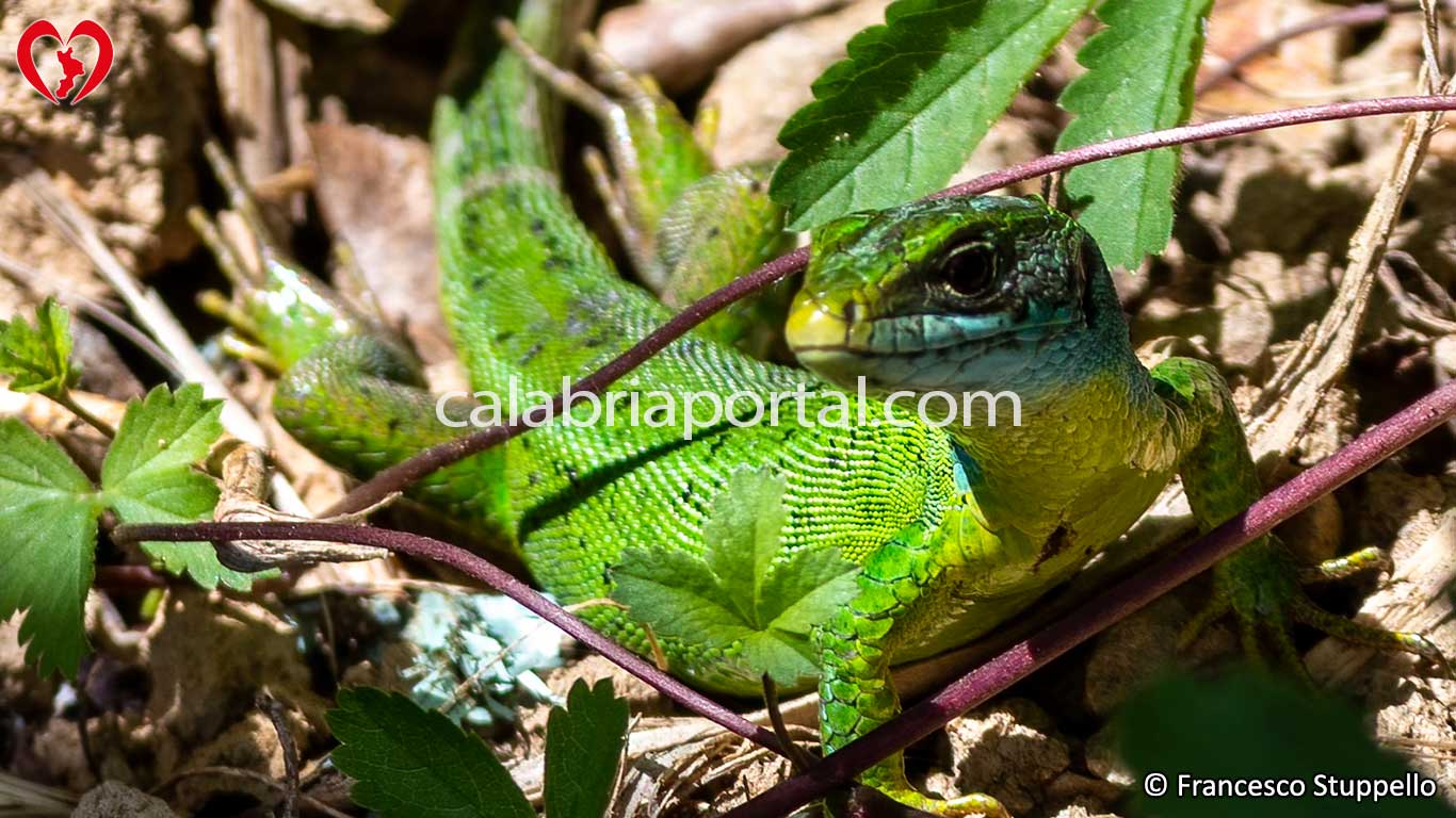 Ramarro Occidentale (Lacerta bilineata) della Calabria Ramarro Occidentale (Lacerta bilineata) della Calabria