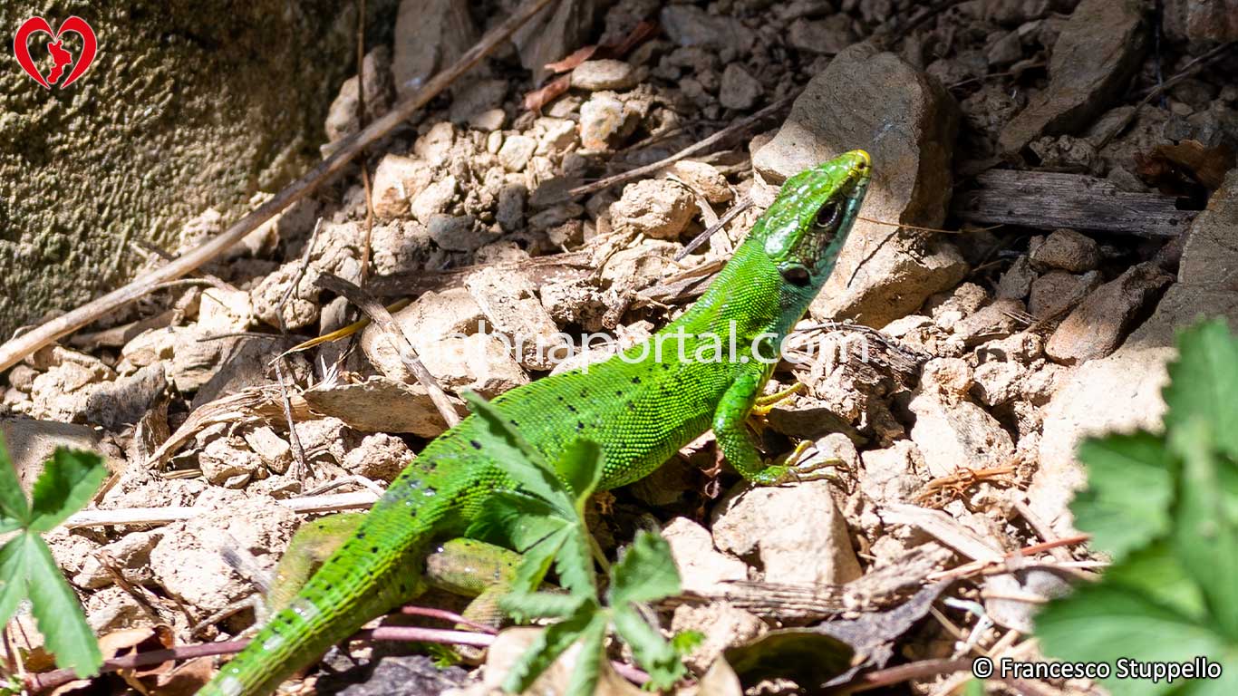 Ramarro Occidentale (Lacerta bilineata) della Calabria Ramarro Occidentale (Lacerta bilineata) della Calabria