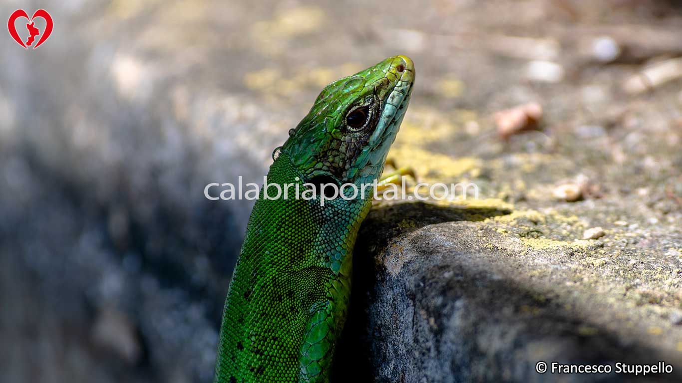Testa del Ramarro Occidentale (Lacerta bilineata) della Calabria Testa del Ramarro Occidentale (Lacerta bilineata) della Calabria