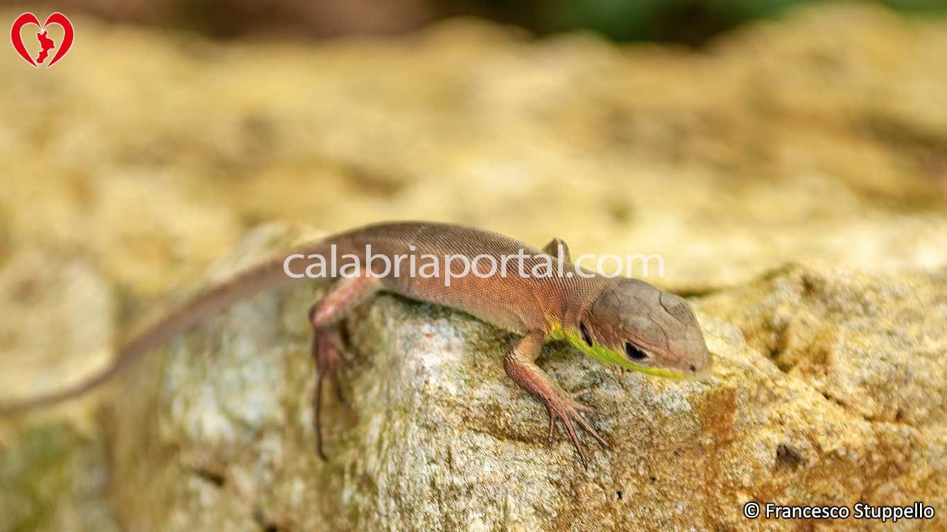 Giovane Ramarro Occidentale (Lacerta bilineata) Giovane Ramarro Occidentale (Lacerta bilineata)