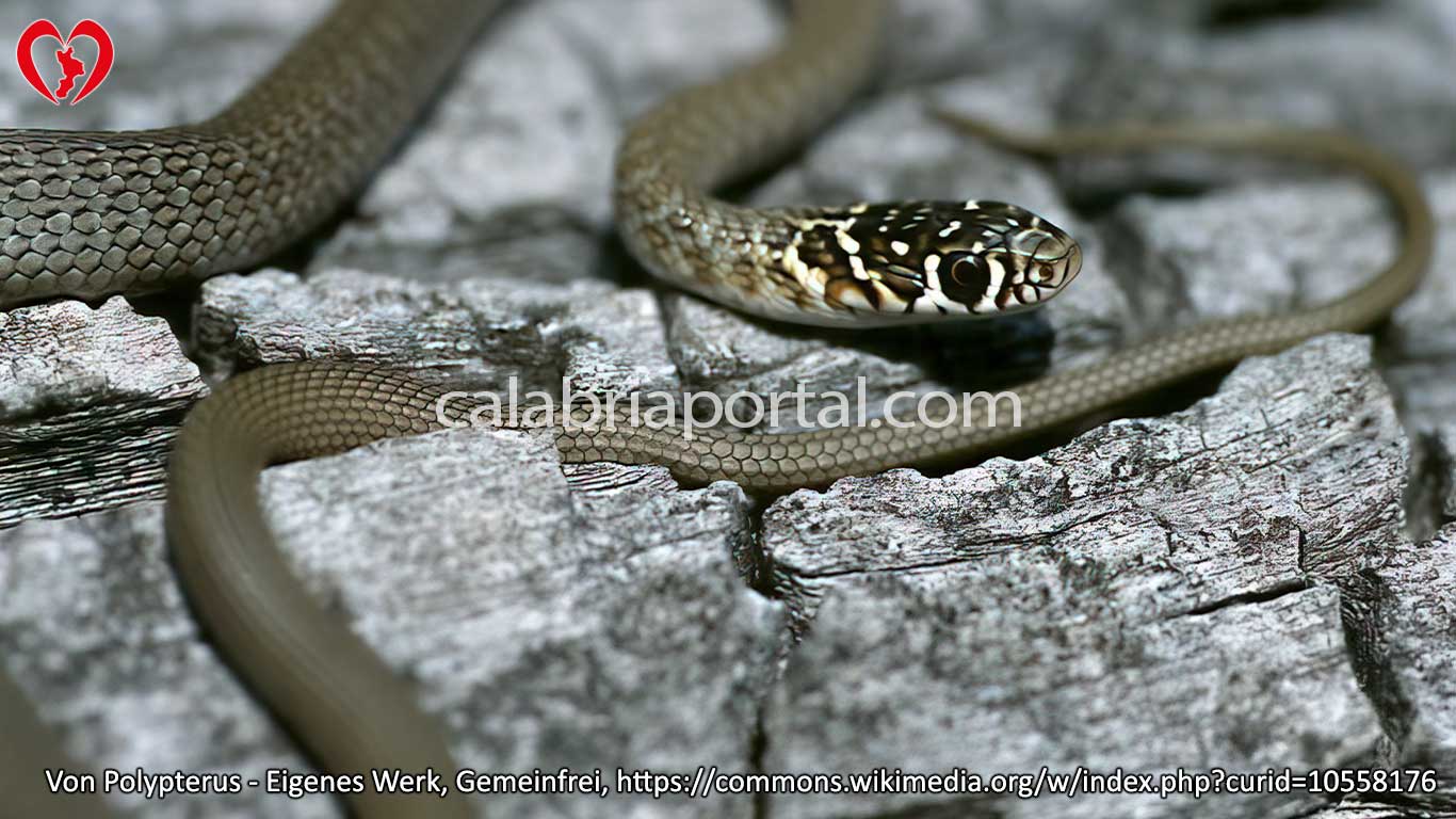 Giovane Biacco (Hierophis viridiflavus)