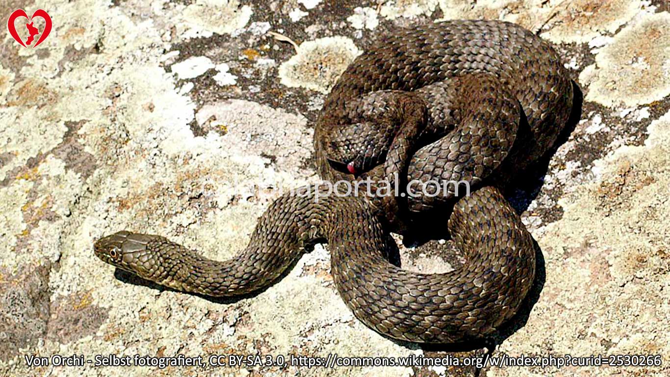 Biscia Tessellata (Natrix tessellata) Biscia Tessellata (Natrix tessellata)