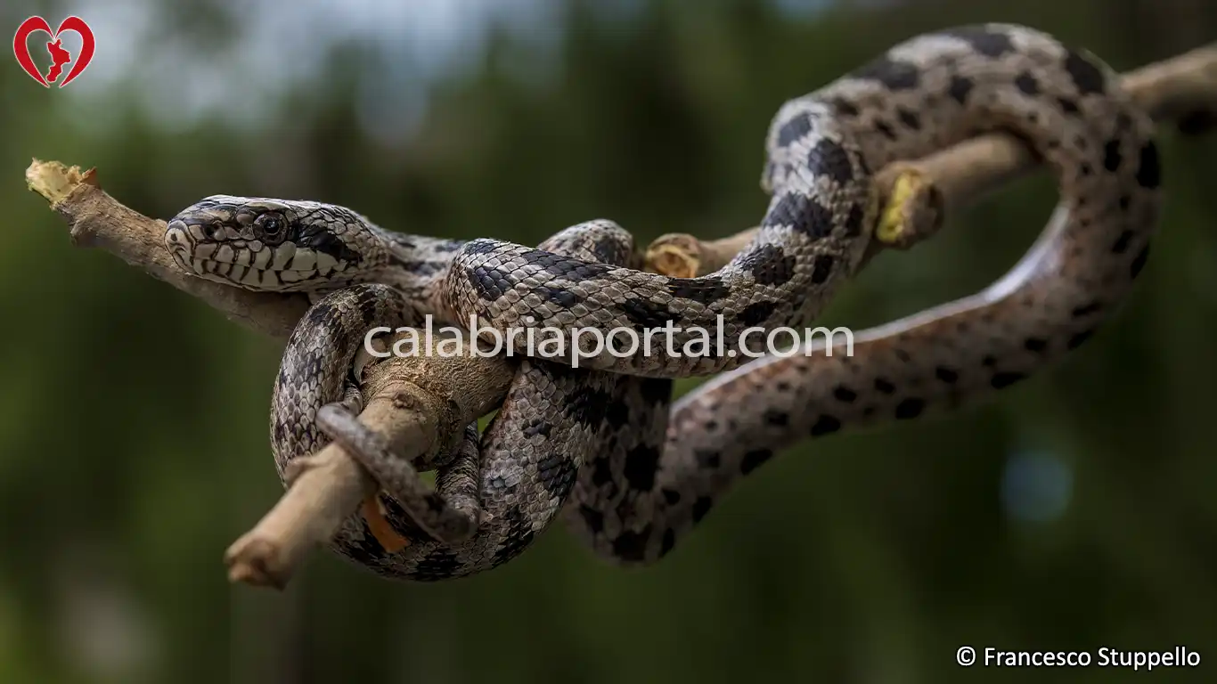 I Serpenti Calabresi
