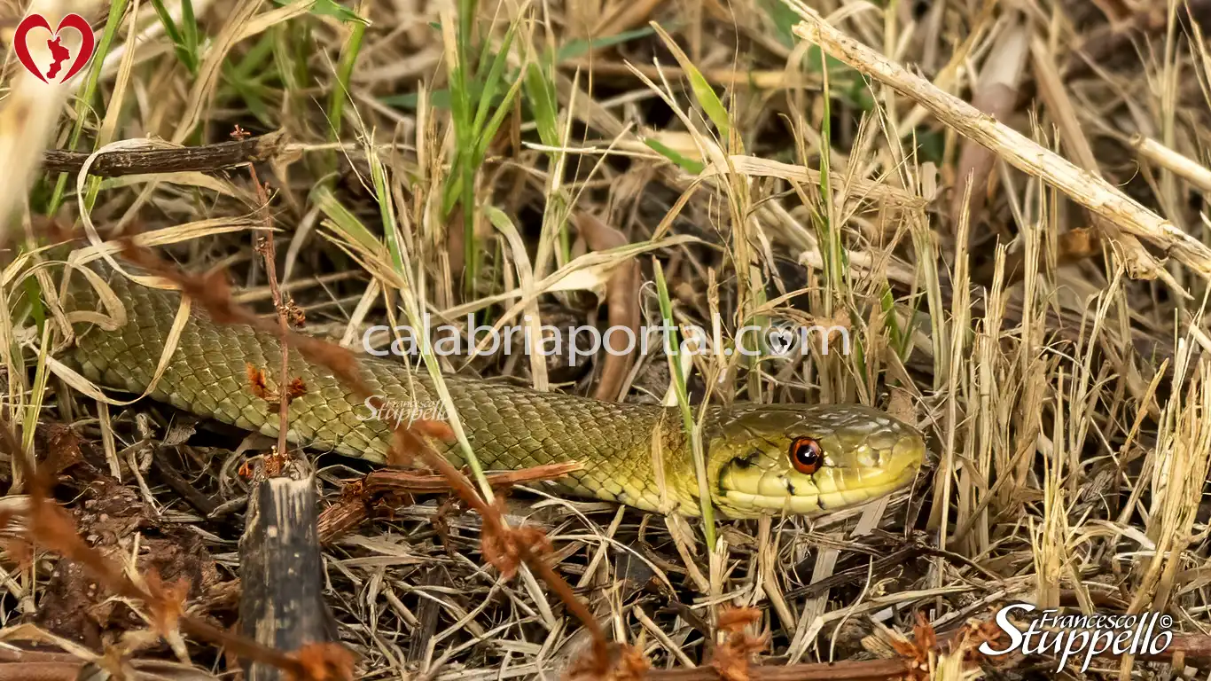 Occhi Di Serpente - Raccolta Delle Carte Di