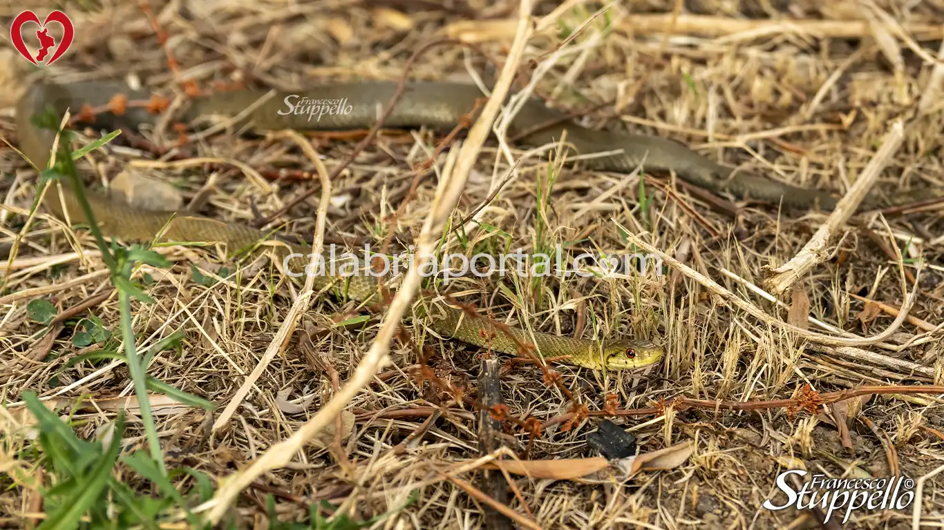 Saettone Occhi Rossi (Zamenis lineatus) della Calabria Saettone Occhi Rossi (Zamenis lineatus) della Calabria