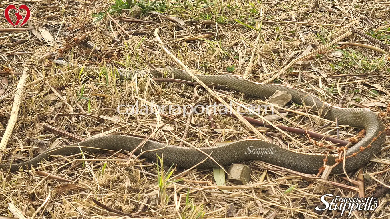 Saettone Occhi Rossi (Zamenis lineatus) della Calabria Saettone Occhi Rossi (Zamenis lineatus) della Calabria