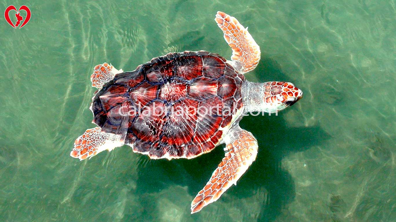 tartaruga-caretta-caretta-la-presenza-nei-mari-della-calabria