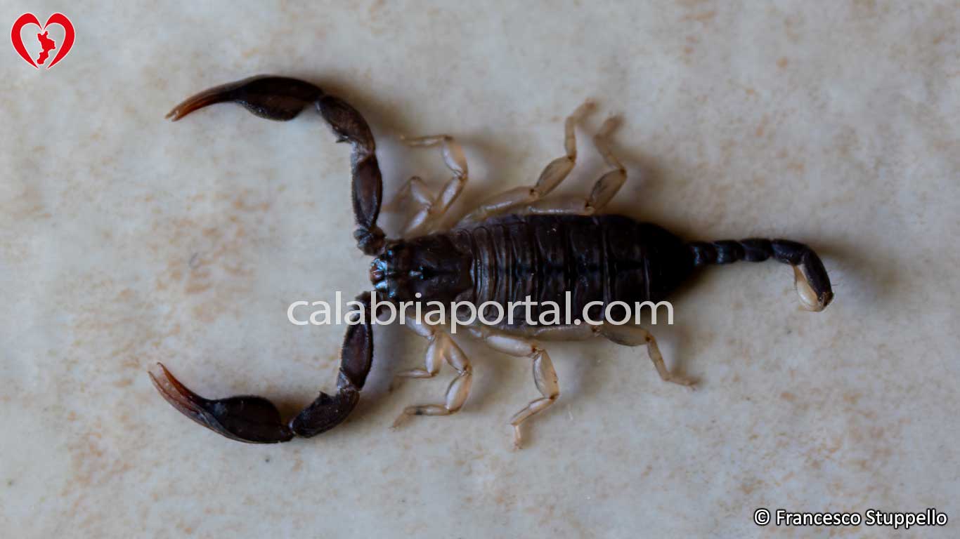 Euscorpius Flavicaudis della Calabria