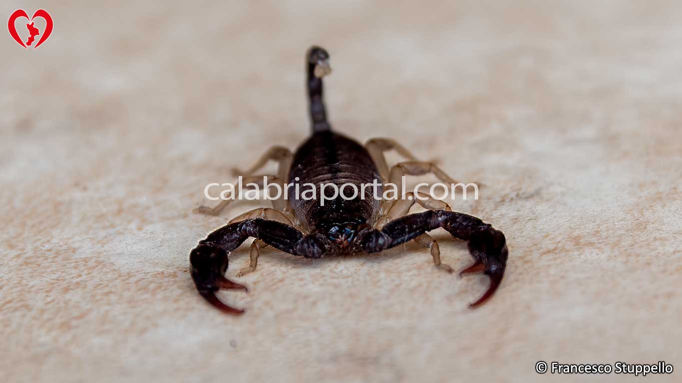 Euscorpius Flavicaudis della Calabria