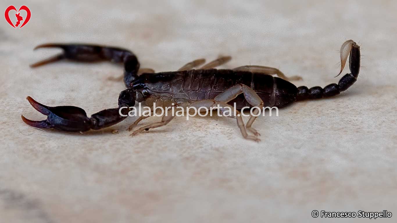 Euscorpius Flavicaudis della Calabria